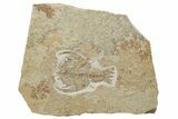 Fossil Decapod Crustacean (Eryon) - Solnhofen Limestone #227331-1